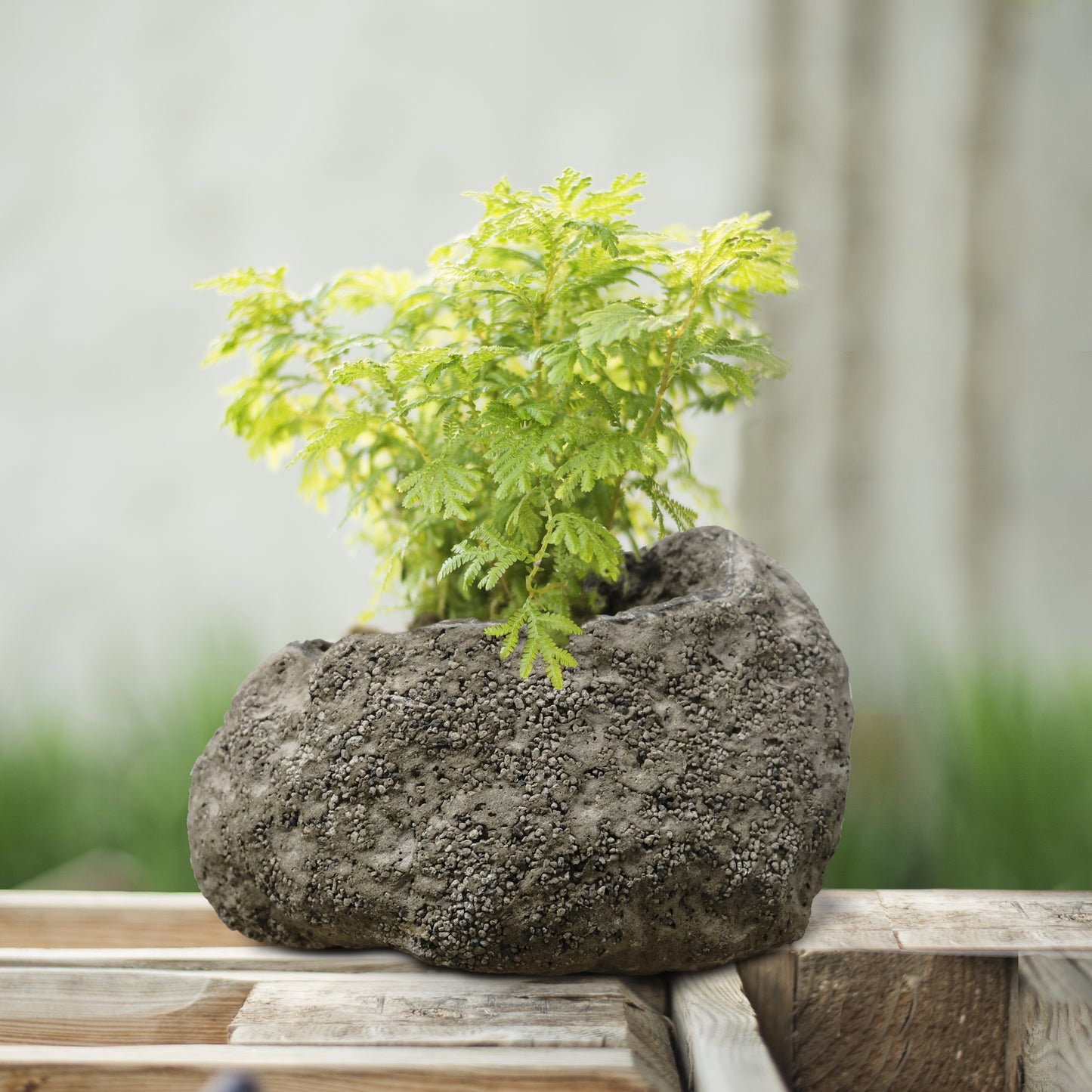 11 in. L x 9 in. W Volcanic Ash Rock Planter
