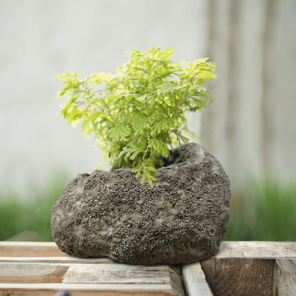 11 in. L x 9 in. W Volcanic Ash Rock Planter
