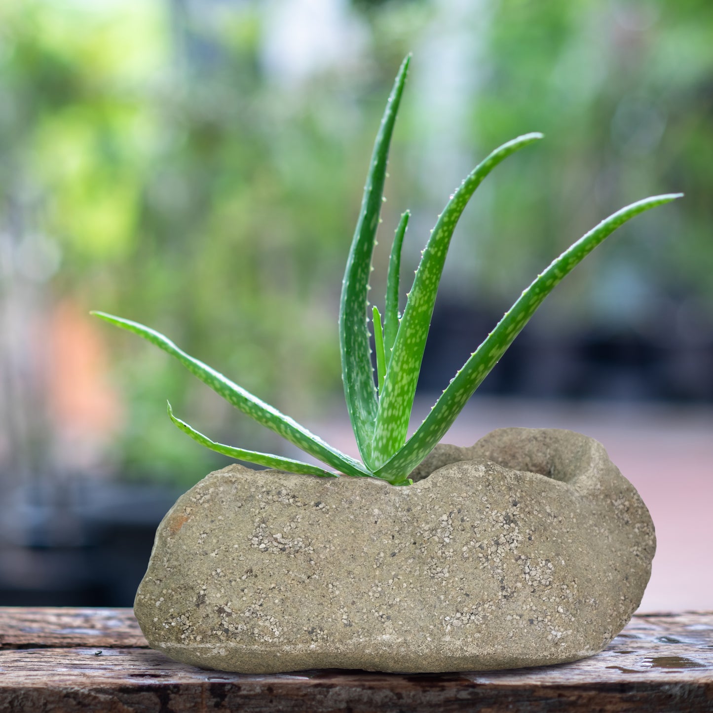 12.5 in. x 6.75 in. Volcanic Ash Cast Stone Fiberglass Dark Volcanic Rock Planter